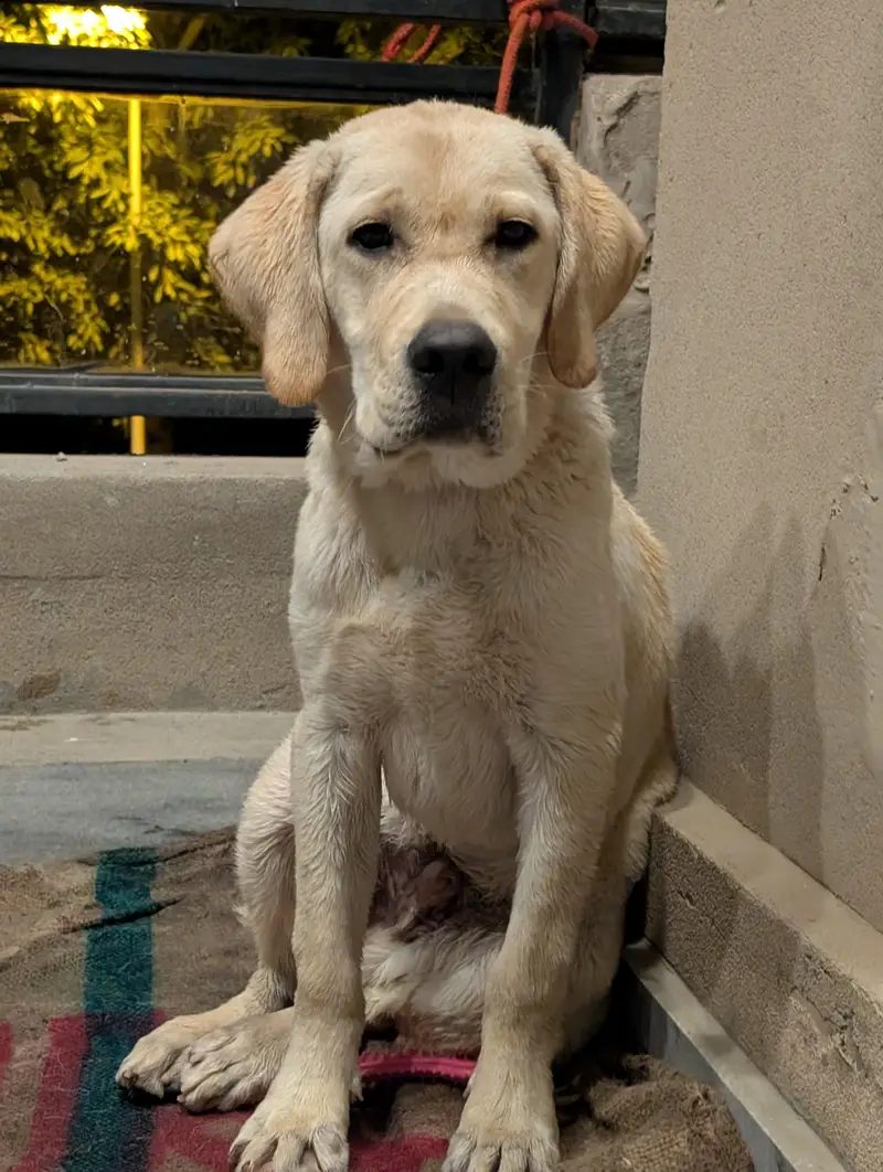 Labrador Retriever | 6 Months — photo 6