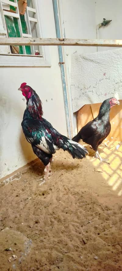 high quality breeder pair