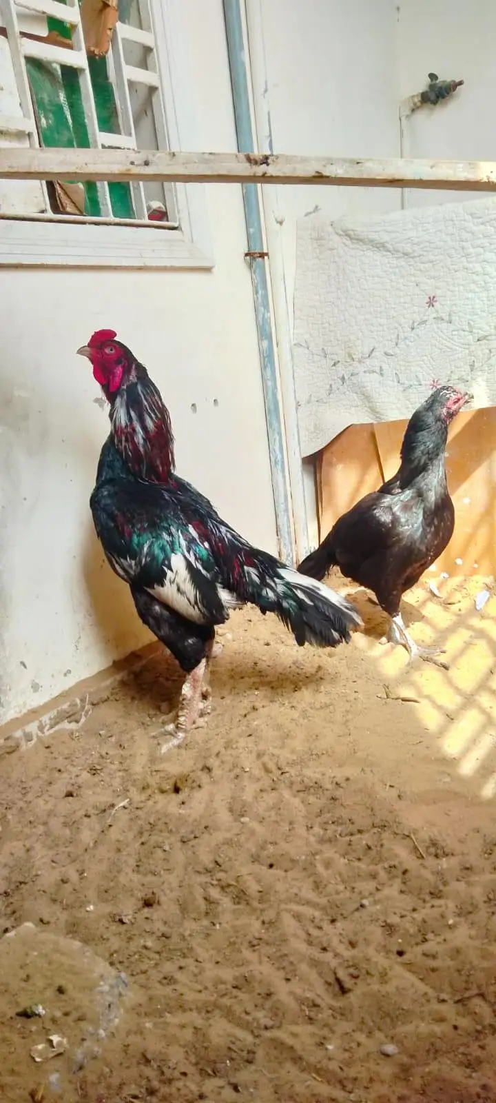 high quality breeder pair — photo 2