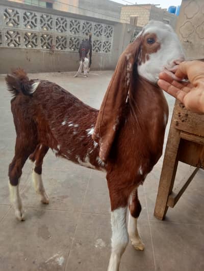 Gulabi bakri with 2 male kids