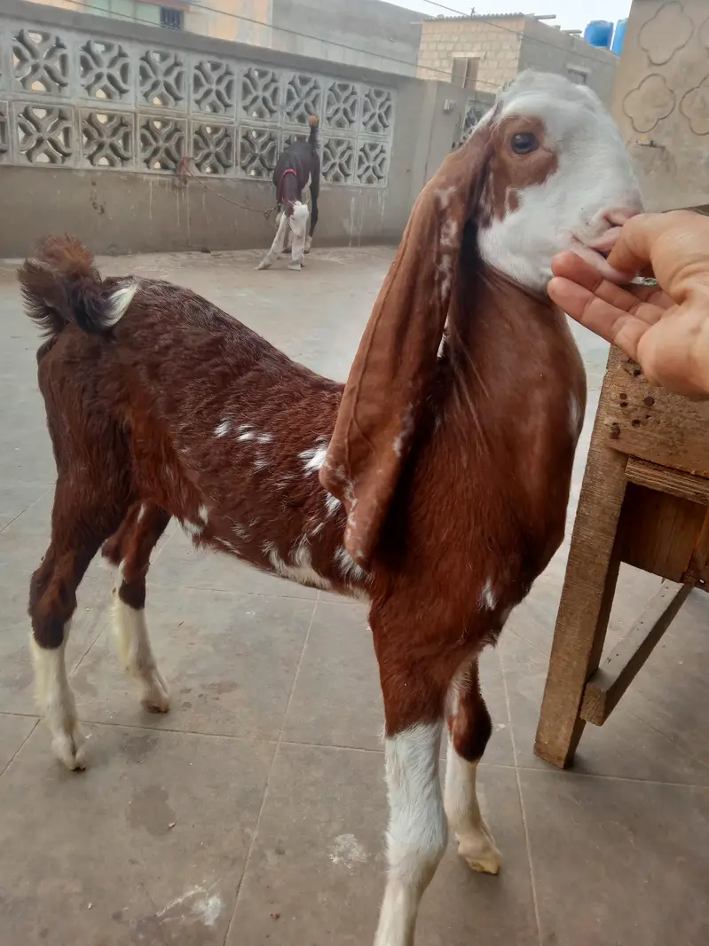 Gulabi bakri with 2 male kids