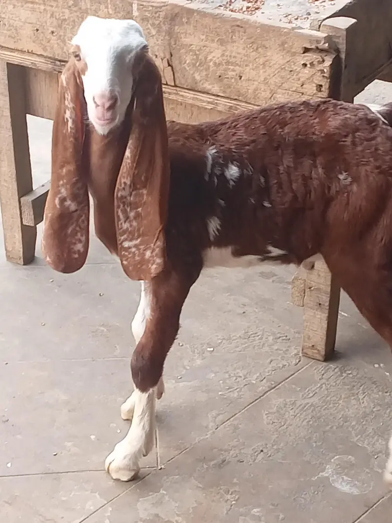 Gulabi bakri with 2 male kids — photo 2