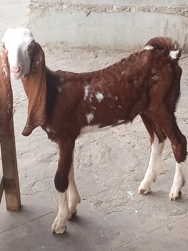 Gulabi bakri with 2 male kids — photo 3