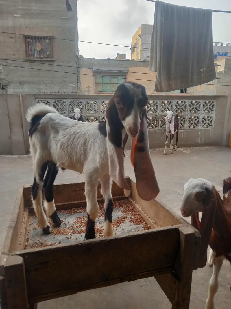 Gulabi bakri with 2 male kids — photo 4
