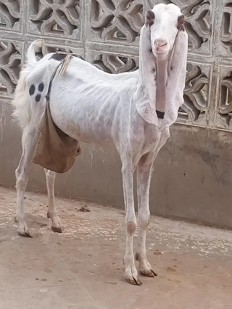 Gulabi bakri with 2 male kids — photo 5