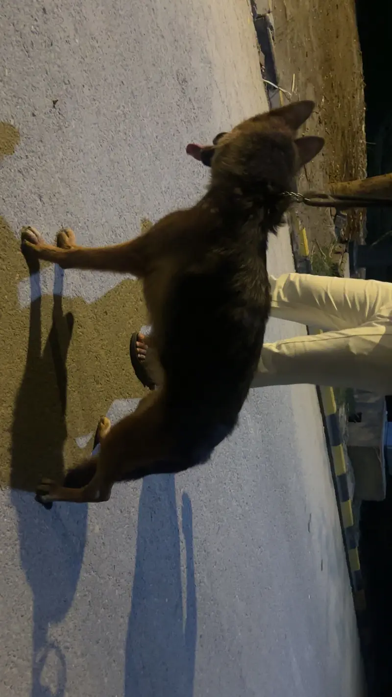 German Shepherd Female Long coat ready for babies — photo 2
