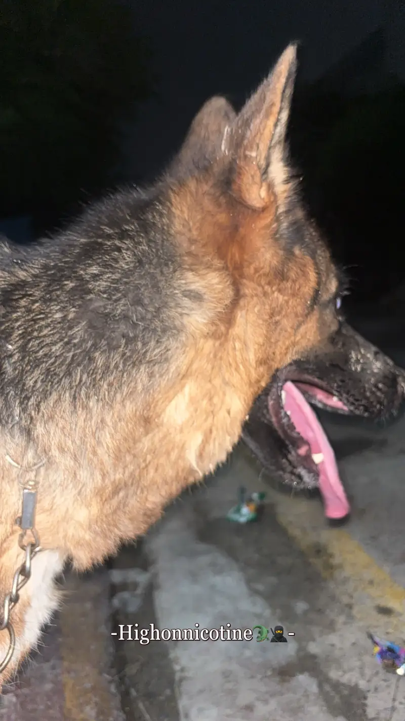 German Shepherd Female Long coat ready for babies — photo 3