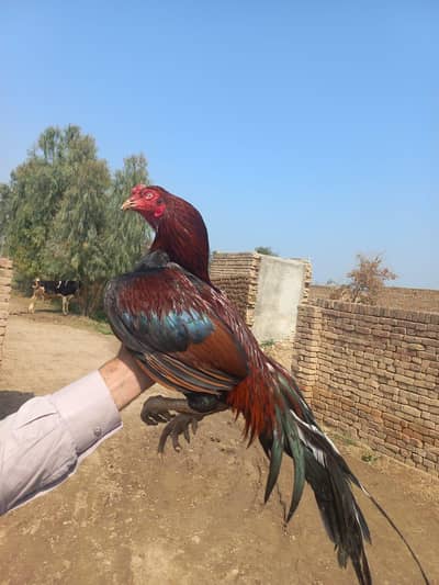 Male breeder