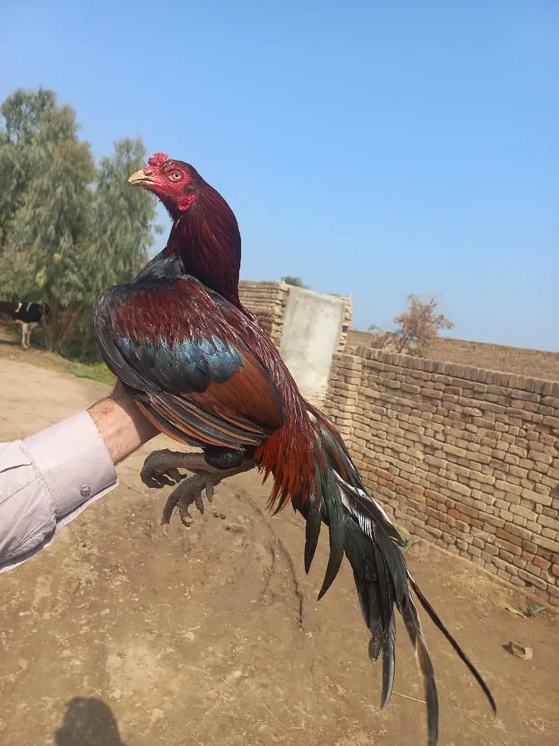 Male breeder — photo 2