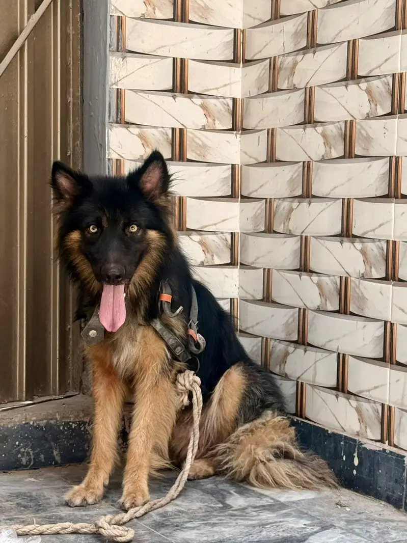 home pet black Belgian shepherd