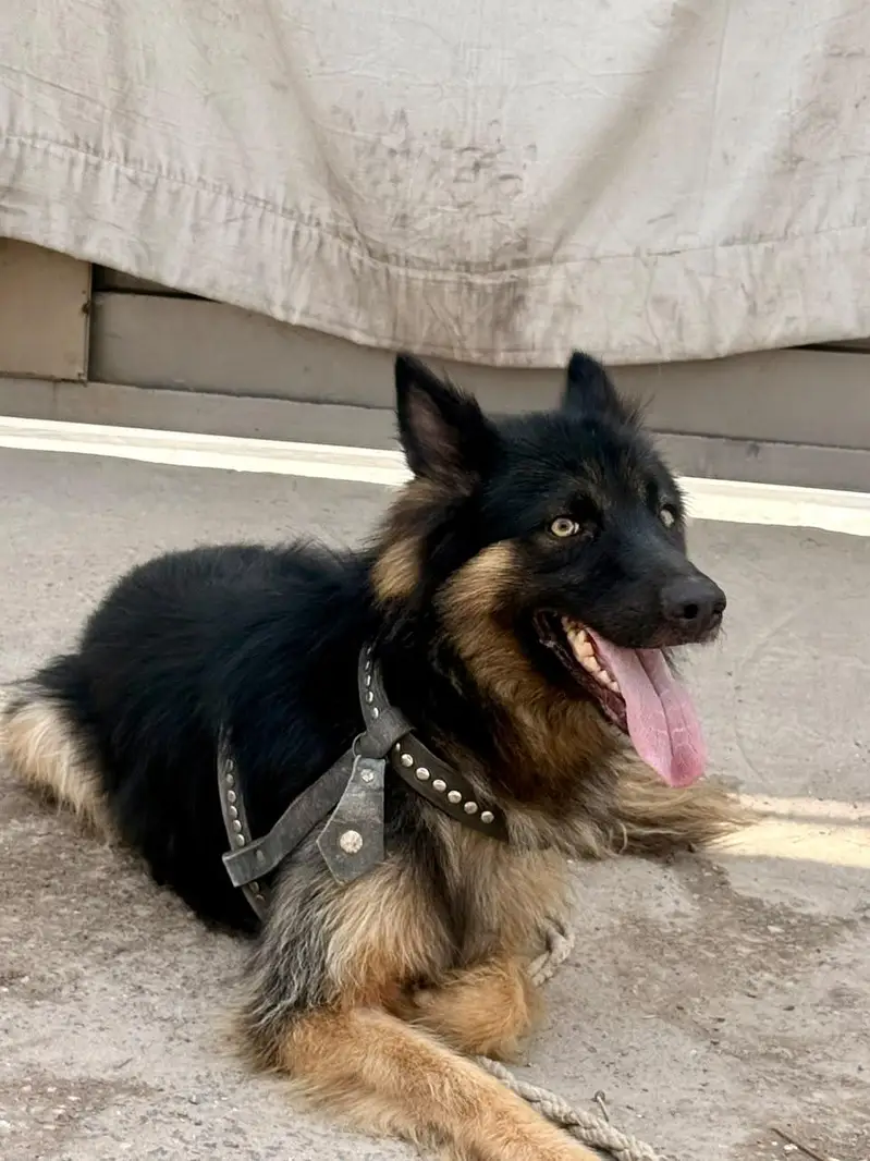 home pet black Belgian shepherd — photo 2