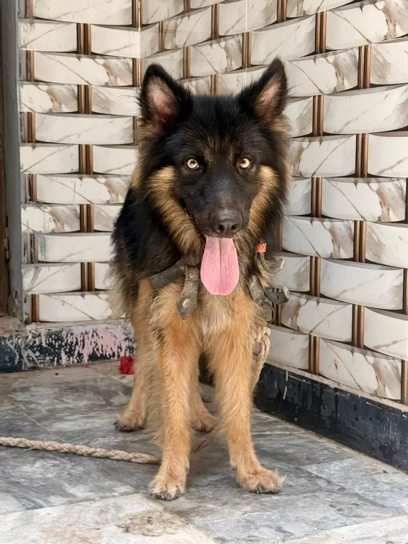 home pet black Belgian shepherd — photo 3
