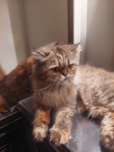 Persian Breeder female Cat | peke Piki Face kitten | punch kittens