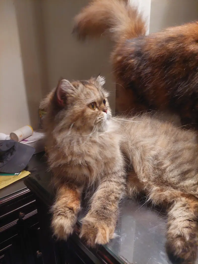 Persian Breeder female Cat | peke Piki Face kitten | punch kittens — photo 2