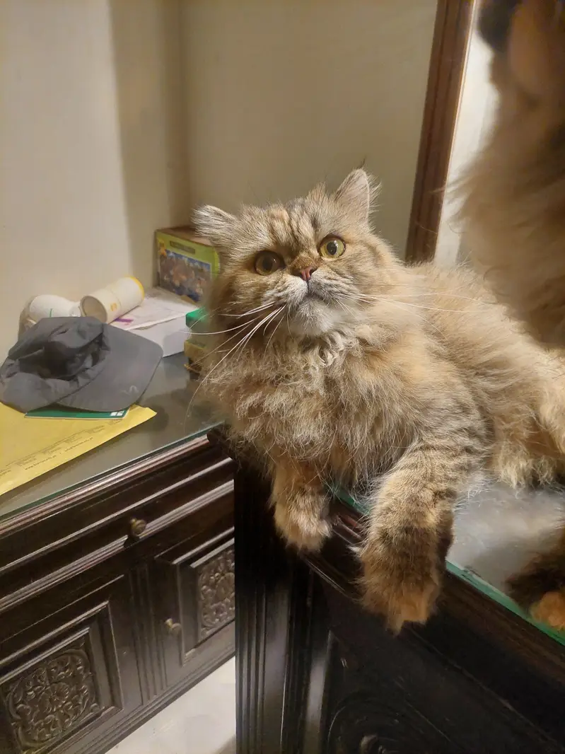 Persian Breeder female Cat | peke Piki Face kitten | punch kittens — photo 3