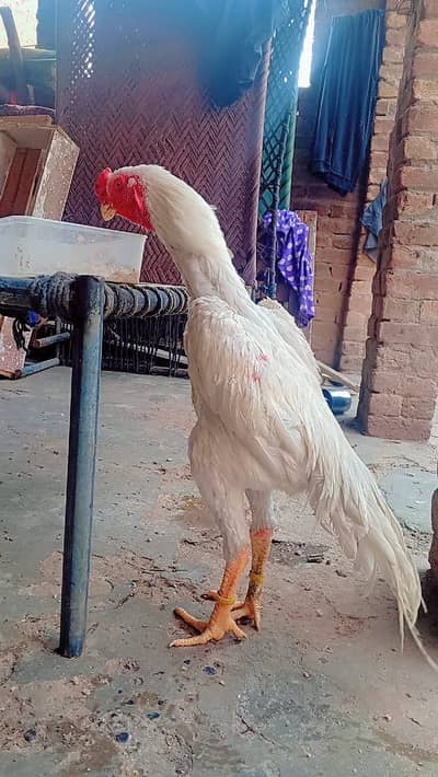 White shamo murga