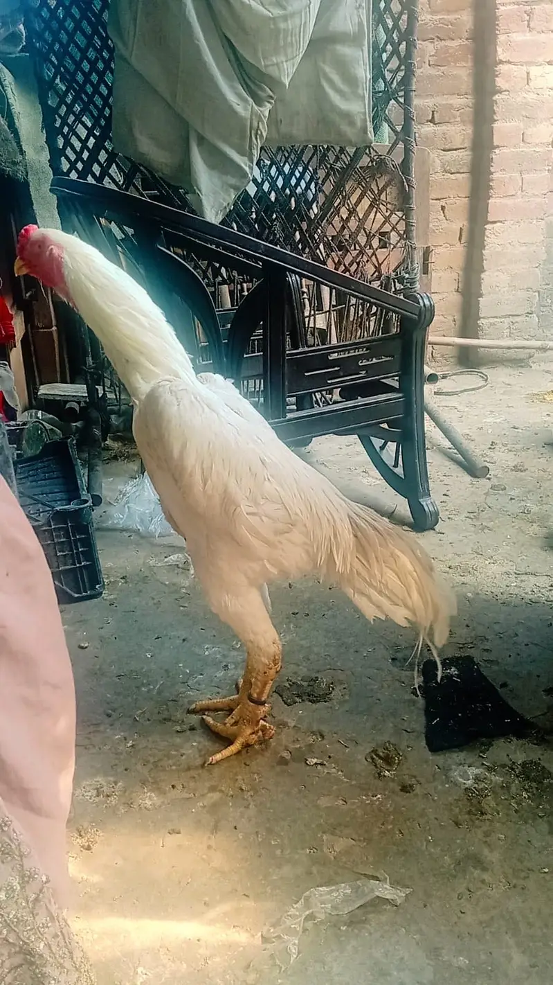 White shamo murga — photo 2