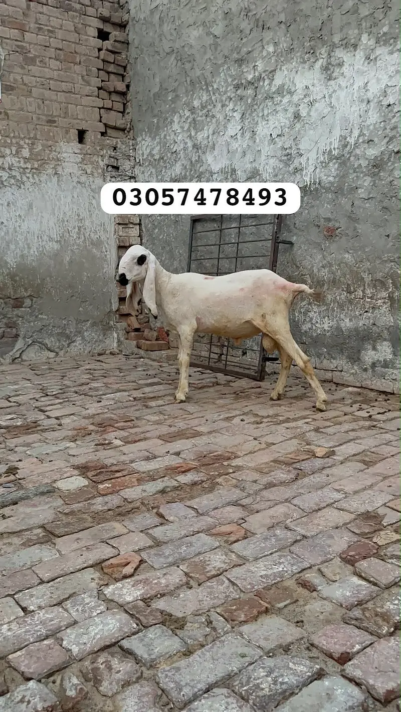 Desi kajla chatra for sale