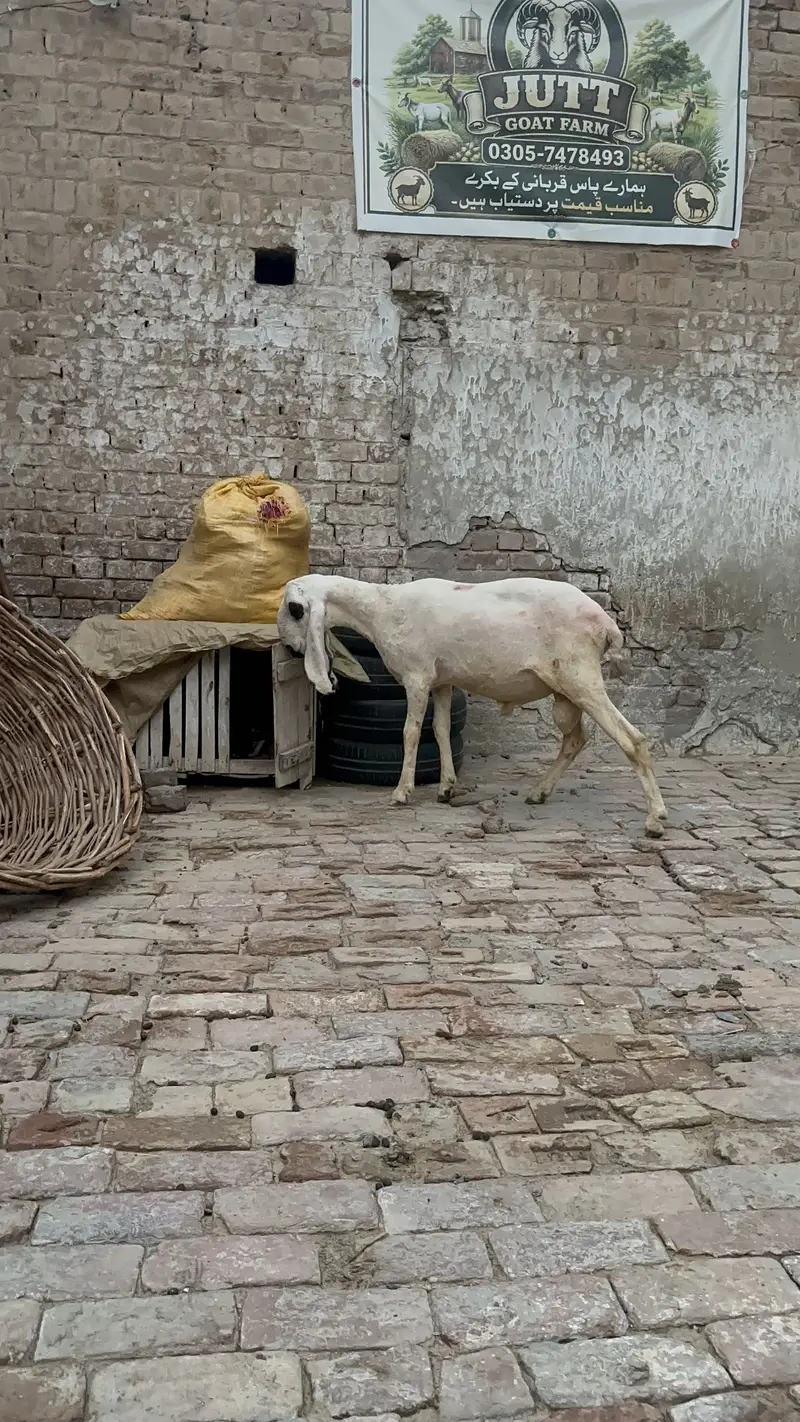 Desi kajla chatra for sale — photo 2