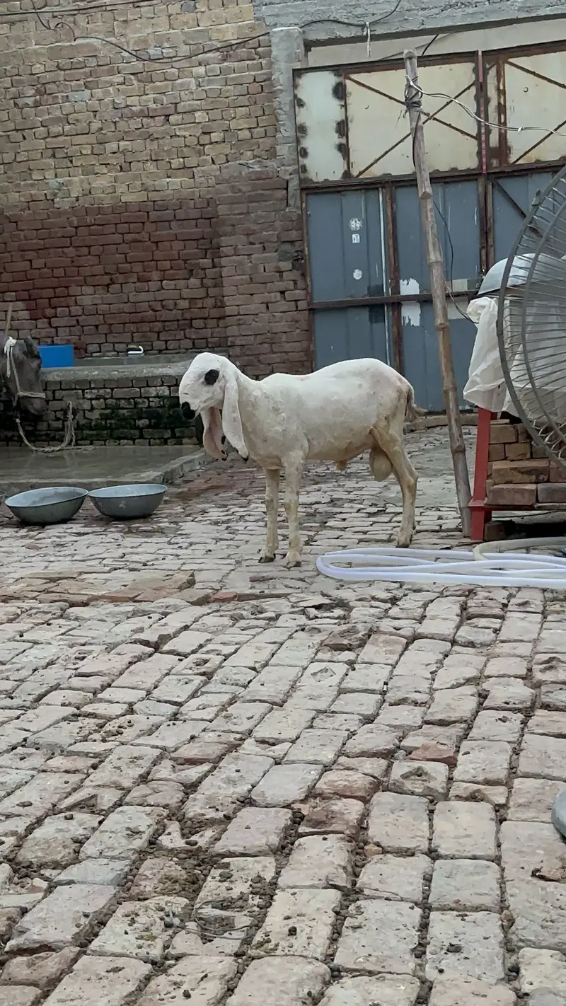 Desi kajla chatra for sale — photo 3
