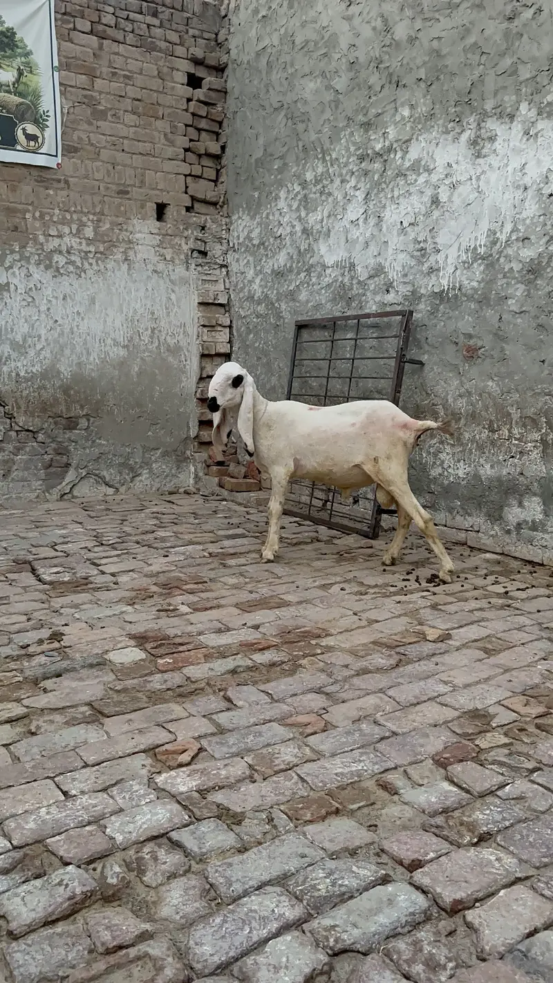 Desi kajla chatra for sale — photo 4