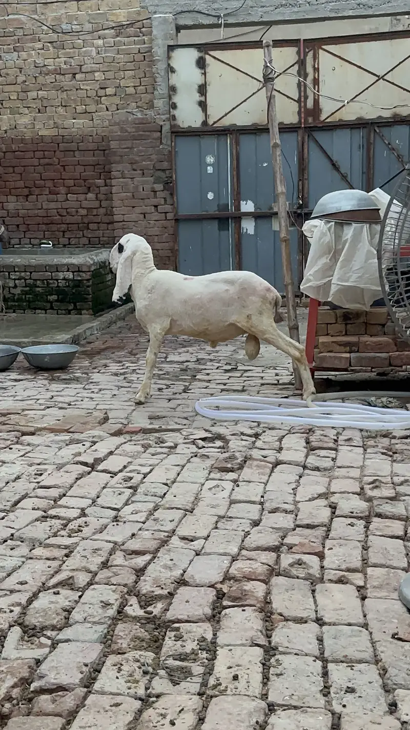 Desi kajla chatra for sale — photo 5