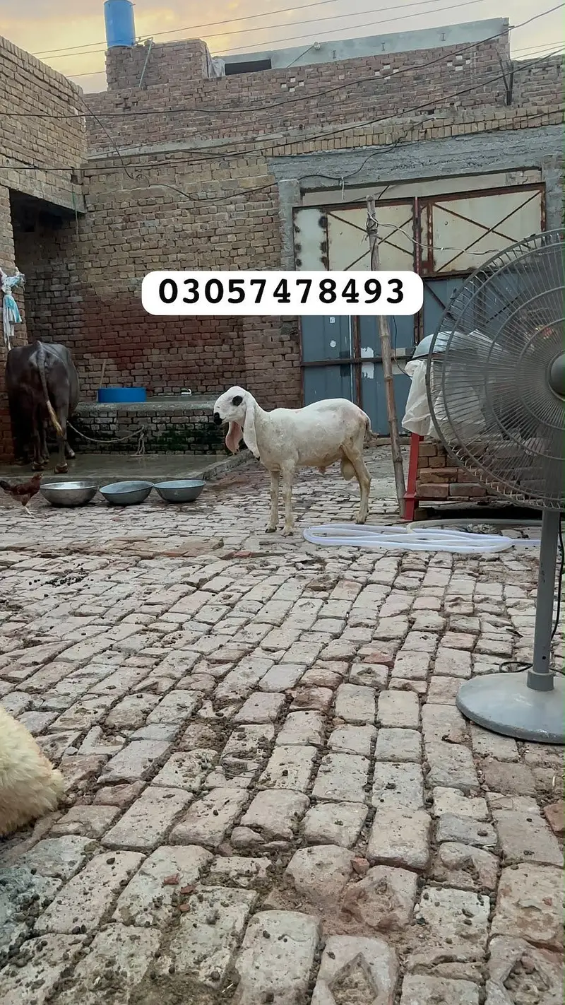 Desi kajla chatra for sale — photo 6