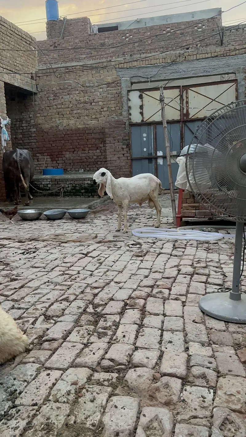 Desi kajla chatra for sale — photo 7
