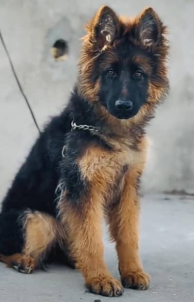German shepherd puppies for sale healthy