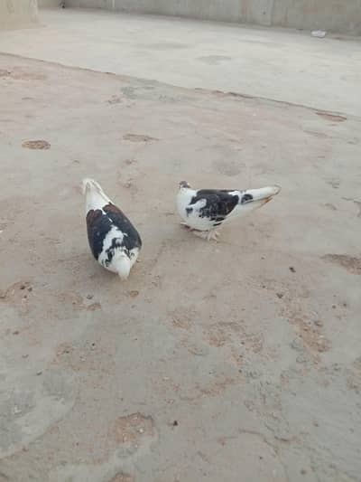 2 pair fancy pigeons for sale