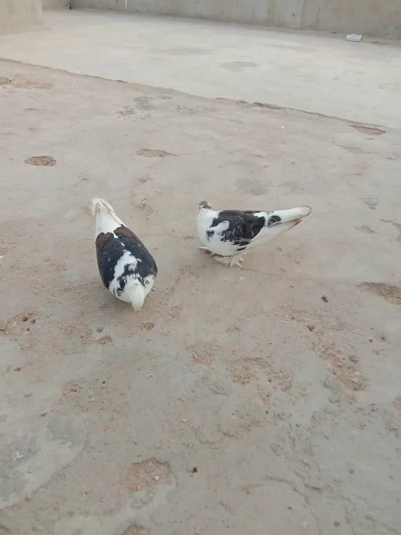2 pair fancy pigeons for sale