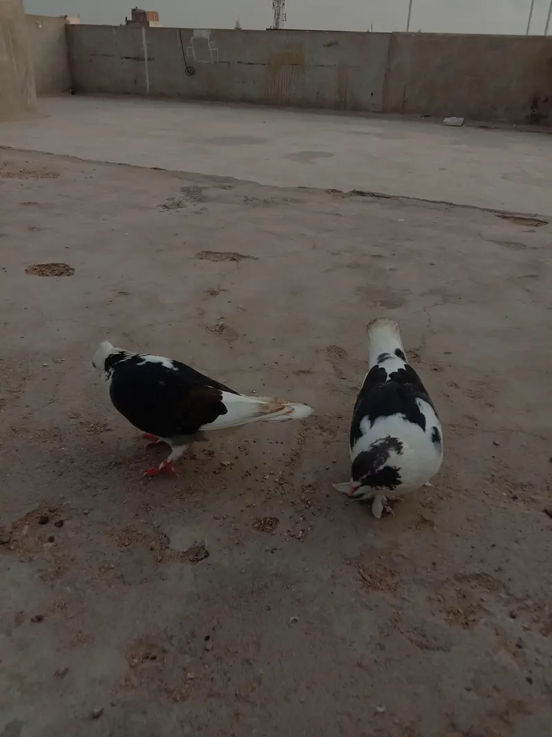 2 pair fancy pigeons for sale — photo 2
