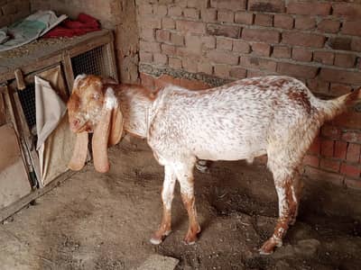 Bakra far sale