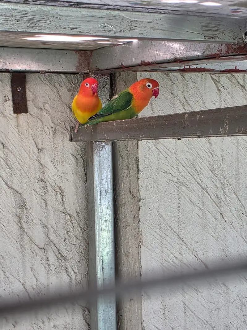 Lovebirds — photo 8