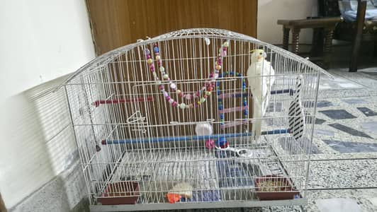 Male Cocktail. Contact on 03341009314
