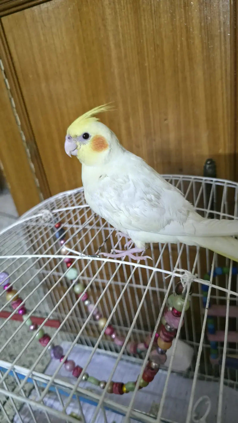 Male Cocktail. Contact on 03341009314 — photo 2