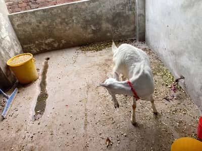 teady bakri 0 size