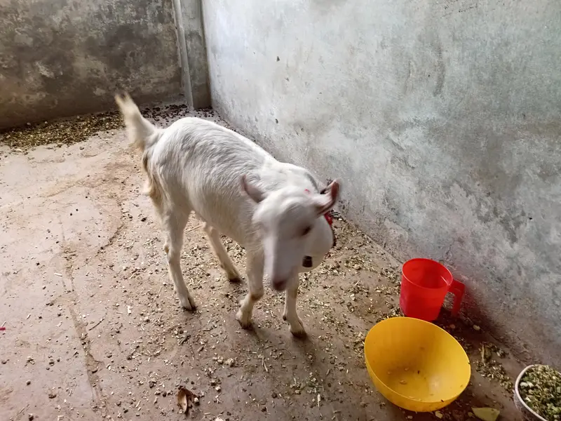 teady bakri 0 size — photo 2