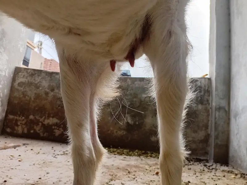teady bakri 0 size — photo 3