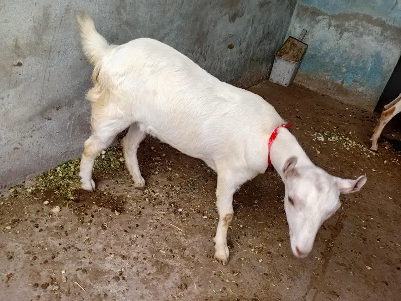 teady bakri 0 size — photo 4