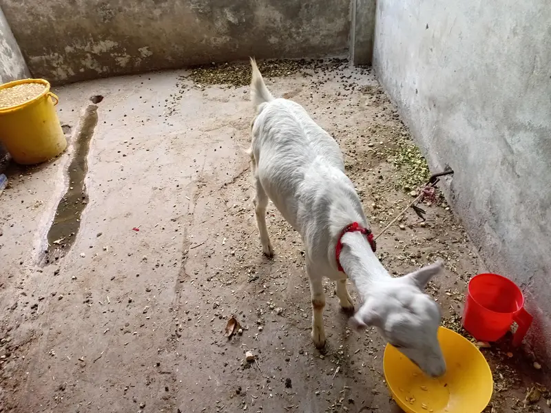 teady bakri 0 size — photo 5