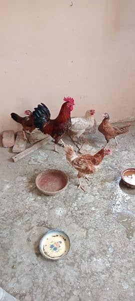 ایک پنجرہ 8 خانوں کا ،5عدد مرغے مرغیوں کا سیٹ اپ 2