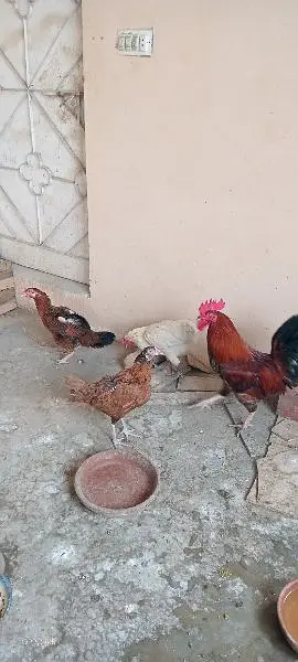 ایک پنجرہ 8 خانوں کا ،5عدد مرغے مرغیوں کا سیٹ اپ — photo 4