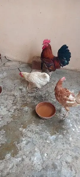 ایک پنجرہ 8 خانوں کا ،5عدد مرغے مرغیوں کا سیٹ اپ — photo 5