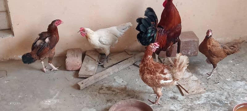 ایک پنجرہ 8 خانوں کا ،5عدد مرغے مرغیوں کا سیٹ اپ 5
