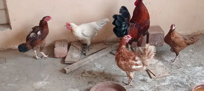 ایک پنجرہ 8 خانوں کا ،5عدد مرغے مرغیوں کا سیٹ اپ — photo 6