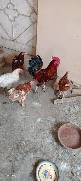 ایک پنجرہ 8 خانوں کا ،5عدد مرغے مرغیوں کا سیٹ اپ 6