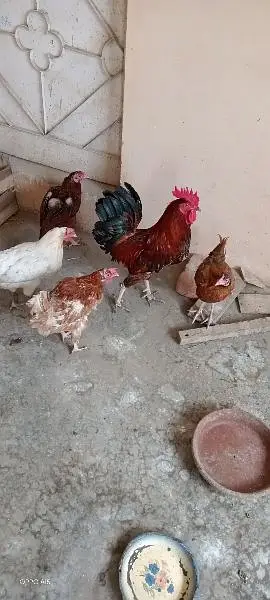 ایک پنجرہ 8 خانوں کا ،5عدد مرغے مرغیوں کا سیٹ اپ — photo 7