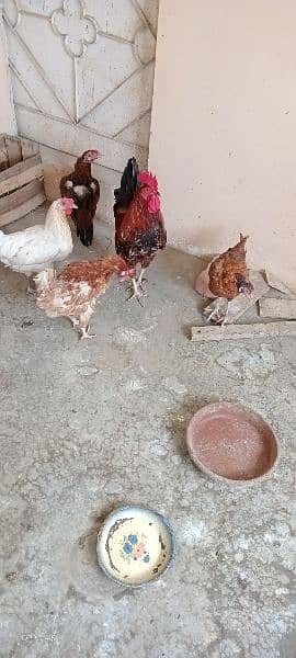 ایک پنجرہ 8 خانوں کا ،5عدد مرغے مرغیوں کا سیٹ اپ 7