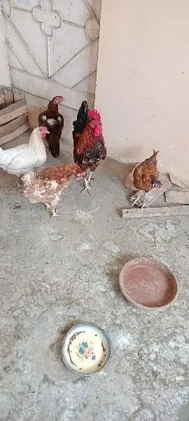 ایک پنجرہ 8 خانوں کا ،5عدد مرغے مرغیوں کا سیٹ اپ — photo 8